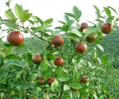 油茶风采