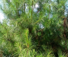 林木风采