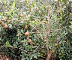 经典风采